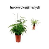 Nura Botanik Tül Kuşkonmaz Bitkisi, Anneler Gününe Özel Hediyelik Kurdele Çiçeği Hediyeli