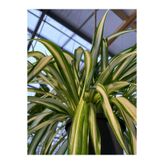 Nura Botanik Videolu Alacalı Kurdele Çiçeği, 1 Adet Saksılı, 20-30 cm, İç Mekan Ofis Bitkisi, Chlorophytum