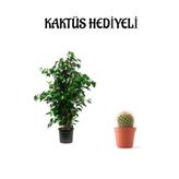 Nura Botanik Yeşil Benjamin Bitkisi, Kaktüs Hediyeli