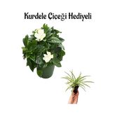 Nura Botanik Yoğun Kokulu Gardenya Çiçeği, Beyaz, Kurdele Hediyeli