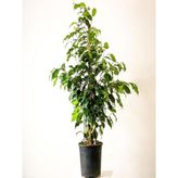 Odea Gardenbox Benjamin Çiçeği Danielle, Saksılı, 60-100 Cm, Iç Mekan Bitkisi