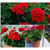Odea Gardenbox Beyaz Sardunya Çiçeği Saksılı