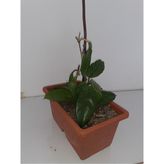 Odea Gardenbox Mum Çiçeği, 20-40 Cm, Terracotta Saksı
