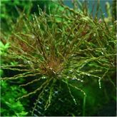 Odea Ludwigia Inclinata Tornado Saksı Canlı Bitki