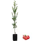Odea Nar Fidanı Tüplü, BTSASILIFDN28