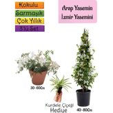 Odea Nura Botanik Kokulu Arap Yasemini, Izmir Yasemin, Kurdele Çiçeği 3'lü Bahçe Seti