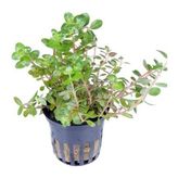 OEM Rotala Rotundifolia Saksı Canlı Bitki