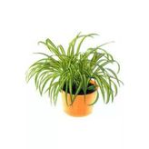 Oksijen Bitkisi Kurdele Çiçeği Fidanı 15-25 cm