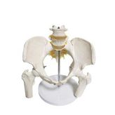 Omurga Pelvis Maketi Model 24