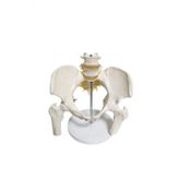 Omurga Pelvis Maketi