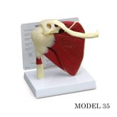 Omuz Eklemi Maketi (Kas, Tendon Eklem Modeli) Model 35