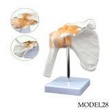 OMUZ MAKETİ MODEL 28