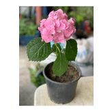 Ortanca Fidanı Hydrangea Mocnophylla 10-20 Cm