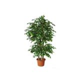 OSEDYA GARDEN Benjamin Ficus 100 Cm