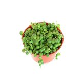 OSKARYUM Senecio Rowleyanus, Tesbih Çiçeği 5,5 Cm Saksıda