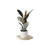 Özel Beyaz Saksıda Ficus Elastica Large