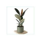 Özel Gri Saksıda Ficus Elastica Large