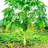 Papaya Fidanı 120 Cm (2 Adet)