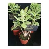 Para Ağacı Çiçeği (Crassula Ovata)