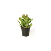 Para Ağacı Çiçeği Yeşim Bitkisi Crassula Ovata