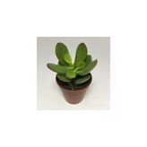 Para Ağacı Çiçeği Yeşim Bitkisi Mini Crassula Ovata