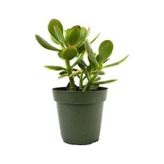 Para Çiçeği 10-20 cm Saksıda Crassula Ovata