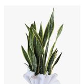 Paşa Kılıcı Sansevieria