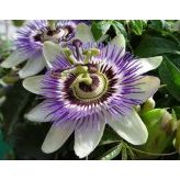 Passiflora (Saat Çiçeği)* 5 Adet Tohum
