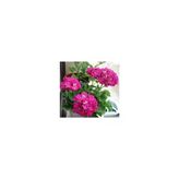 Pelargonium Sardunya Itır Çiçeği 10-20 Cm