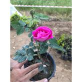Pembe Gül Fidanı