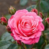 Pembe Gül Fidesi 15-25 cm