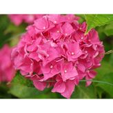 Pembe Ortanca Fidanı 10-30CM