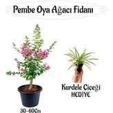 Pembe Oya Ağacı Fidanı 1 Adet Saksılı+Kurdele Çiçeği Hediyeli