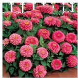 Pembe Renk Zinnia Çiçeği Tohumu