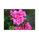 Pembe Sakız Sardunya Çiçeği 10-20 Cm