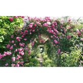 Pembe Sarmaşık Gül Fidanı