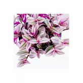Pembe Telgraf Çiçeği Nanouk Telgraf Çiçeği 10-20 cm