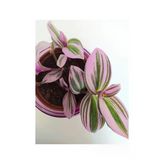 Pembe Telgraf Çiçeği Nanouk Telgraf Çiçeği Tradescantia Nanouk 9 Cm'lik