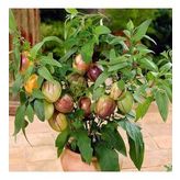Pepino Fidesi