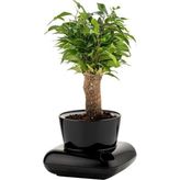 PetGrow Plastik Gala Saksı - Siyah