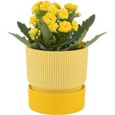 PetGrow Plastik İxora 13 Saksı - Sarı