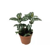 Pilea Cadierei