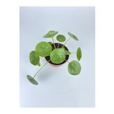Pilea Çiçeği Peperomioides -çin Para Çiçeği Ev Salon Çiçeği