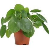 Pilea Çin Para Ağacı 10-20 cm