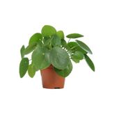 Pilea Çin Para Ağacı Fidanı 10-20 Cm