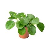 Pilea Çin Para Çiçeği 10- 20 cm