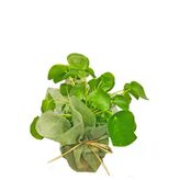 Pilea Çin Para Çiçeği Canlı Çiçek 10-20 Cm