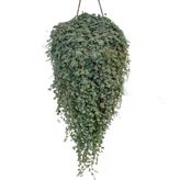 Pilea Glauca