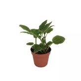 Pilea Involucrata 'Moon Valley' (Arkadaşlık Çiçeği)