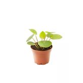 Pilea Peperomioides | Çin Para Ağacıfidanı 10-20 Cm